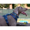 Picture of Limitless Blue Harness | Versatile Dog Harness